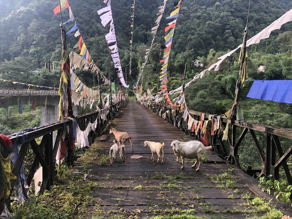 goats on bridge with Buddhist prayer flags